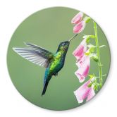 Glasbild van Duijn - Kolibri im rosa Blütenzauber - Rund 