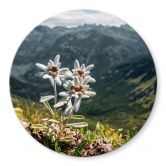 Glasbild Weißer Alpen-Edelweiß auf dem Berg - Rund 
