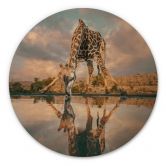 Houten spiegelbeeld van een giraffe in het wild - Amtmann - Rond 