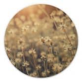 Tableau sur bois Mexican Daisy - Rond 