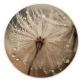 Holzbild Pusteblume in Morgentau - Treechild - Rund 