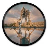 Dierenposter | Spiegeling van een giraffe in het wild - Amtmann - Rond 