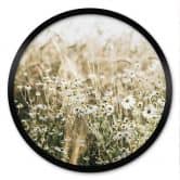 Poster Sommerwiese mit Kamille - Annie - Rund 
