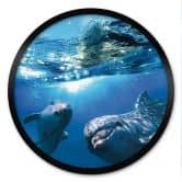 Plakat Delfiner under vand - rund 