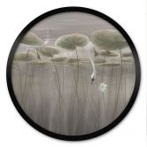 Poster Lotusblumen mit Schwan im Wasser in Grau - Ms Tiff - Rund 