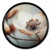 Poster Boho Trockenblume Makro - Treechild - Rund 