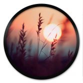 Poster Gräser im Licht der glühenden Sonne - Treechild - Rund 