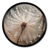 Poster Pusteblume in Morgentau - Treechild - Rund 