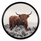 Poster van den Helm - Highlander - Rund 
