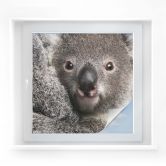 Raamfolie Cuddly Koala 