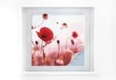 Sichtschutzfolie  Mohn Impressionen - quadratisch 