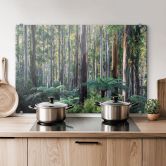 Stænkplade eukalyptusskov i Yarra Ranges - Colombo 