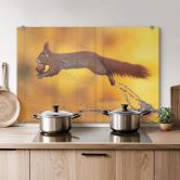 Spritzschutz van Duijn - Eichhörnchen im Sprung 