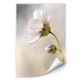 Wallprint Disher - Cosmos 