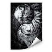 Wallprint Jancova - Sweet Kitten 