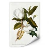 Wallprint - Ehret - Magnolie 