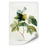 Wallprint - Ehret - Rubus 