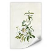 Wallprint - Ehret - Zistrose 