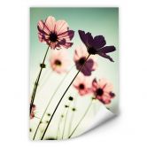 Wallprint - Rosa Kosmeen 
