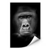 Wallprint - Gorilla 