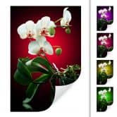 Zelfklevende Poster - Beautiful Orchid 