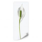 Wallprint Friedenslilie 