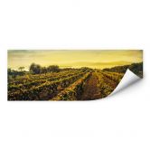 Wallprint - Weinreben im Sonnenuntergang - Panorama 