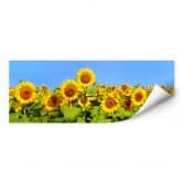 Wallprint - Sonnenblumenfeld - Panorama 