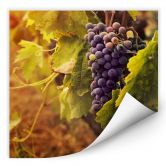 Wallprint - Toskanische Weinrebe 
