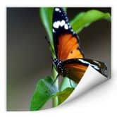 Wallprint - Kleiner Falter - quadratisch 