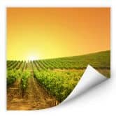 Wallprint Sonnenuntergang im Weinberg 