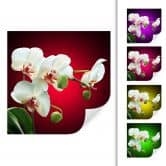 Wallprint - Blütenpracht einer Orchidee - quadratisch 