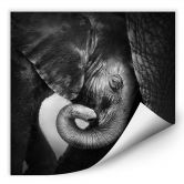 Wallprint - Das Elefantenbaby 