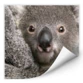 Wallprint - Cuddly Koala 