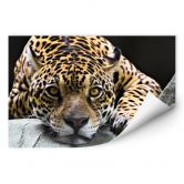 Wallprint - Jaguar 