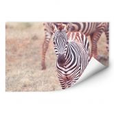 Wallprint - Zebra Fohlen 