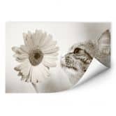 Wallprint - Katzenneugier 