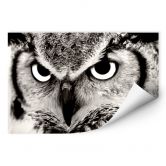 Wallprint - Stolze Eule 