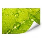 Wallprint - Wasserperlen 