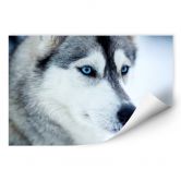 Wallprint Eisblaue Augen 