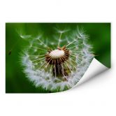 Wallprint Pusteblume im Wind 