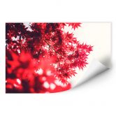 Wall print Maple Tree in the Fall 