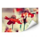 Wallprint Roter Sonnenhut 