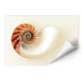 Wallprint Nautilus 