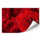Poster autocollant - W - Rose 