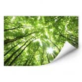 Wallprint Baumkronen im Wald 