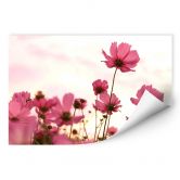 Wallprint - Pinke Kosmeen 