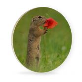 Holzbild van Duijn - Erdhörnchen mit Mohnblume - Rund 