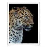 Poster Dambreville - Neugieriger Jaguar 