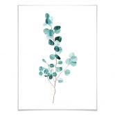 Poster Goed Blauw - Das Eukalyptusblatt 